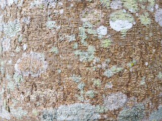 Background texture of sengon tree bark in brown and light gray colors