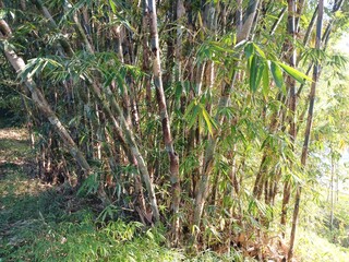 Green bamboo trees in a tropical forest illuminated by morning sunlight