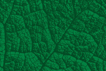 Green leaf texture. Dark green foliage background. Abstract macro leaves. Plant pattern closeup. Top view. Vector illustration, EPS 10.