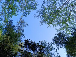 View of a bright blue sky surrounded by shady trees in a tropical forest in Garut, Indonesia