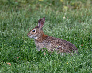 Cute rabbit sitting in grass gazes
