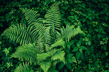 Green leaves background top view in concept nature