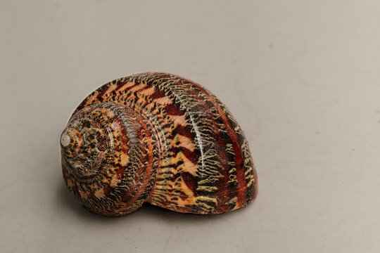 Beautiful shell of giant hermit crab from tropical seashore of Indonesia