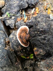 Mushrooms growing on a tree trunk against an out-of-focus background