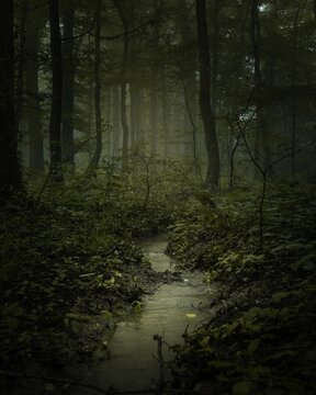 a stream running through a dark forest at night with fog