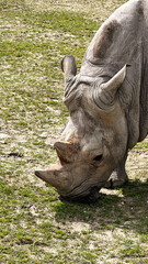 An old white rhinoceros in the zoo walks and eats grass and hay