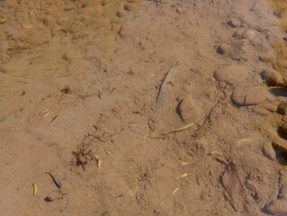 Silty stone bottom of the river with clear transparent water in which fish fry. Natural backgrounds and textures and young fish on the shoal.