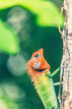 Vibrant lizardon a tree branch glances back
