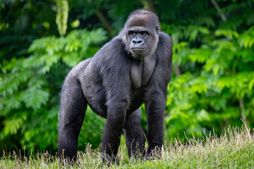 Mature western lowland gorilla in grass near trees