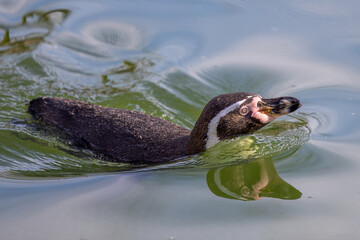 Humboldt Penguin swimming in a lake
