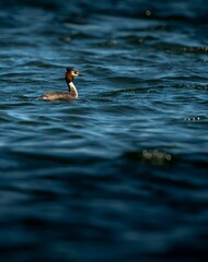 Great crested grebe swimming in the water.