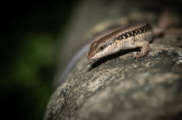 Common skink (Sphenomorphus) basking on a sunlit rock