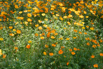 Cluster of yellow flowers in a grassy meadow