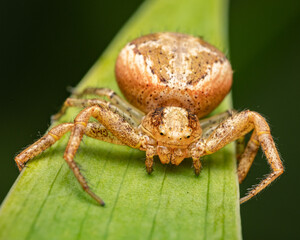Brown crab spider (Xysticus croceus) on a leaf near green plants
