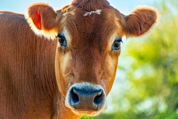 Closeup of a Brahma cow looking at the camera