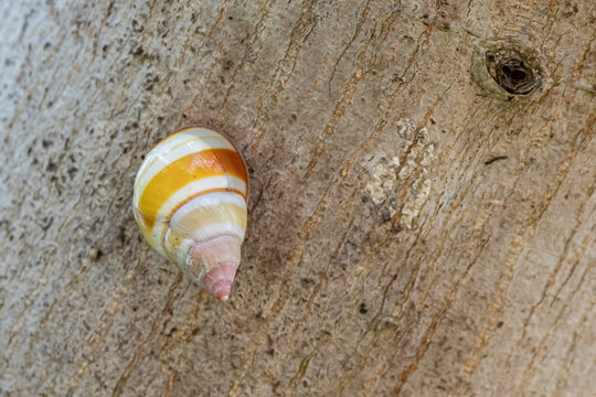 Closeup of a Liguus fasciatus on a branch
