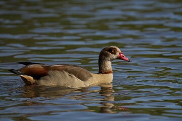 Egyptian Goose with a long pink beak swimming on the water