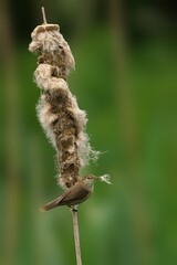 Reed Warbler bird on a tall plant in the wilderness