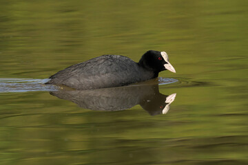 Black coot bird with white and grey feathers playing in the water