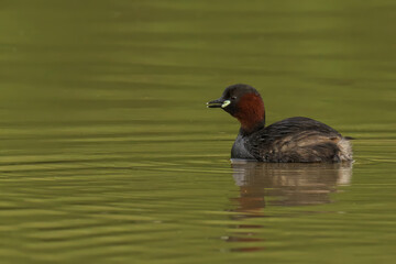 Little Grebe perched on water's surface