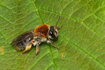 a close up view of a bee on a leaf with one wing outstretched
