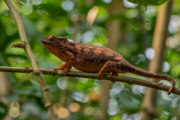 Female Chameleon on a branch in natural habitat,  full body, close up, makro