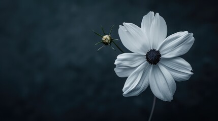 White flower against dark backdrop