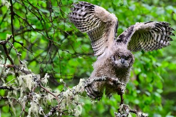 Fledgling Great horned owl stretching its wings before taking off on it's first flight