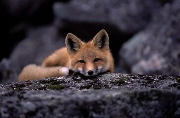 Red Fox staring at the photographer, Hatcher Pass Alaska