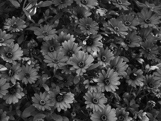 Grayscale of a bunch of flowers surrounded by bushes and plants