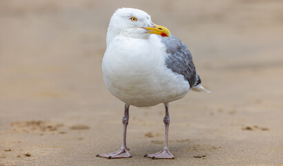Seagull on Dutch beach, Scheveningen