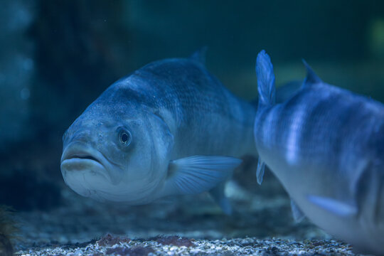 Closeup of European seabass swimming in an aquarium