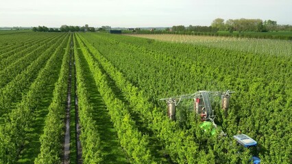 Drone footage of a tractor spraying crop protection products on the pears trees in an orchard