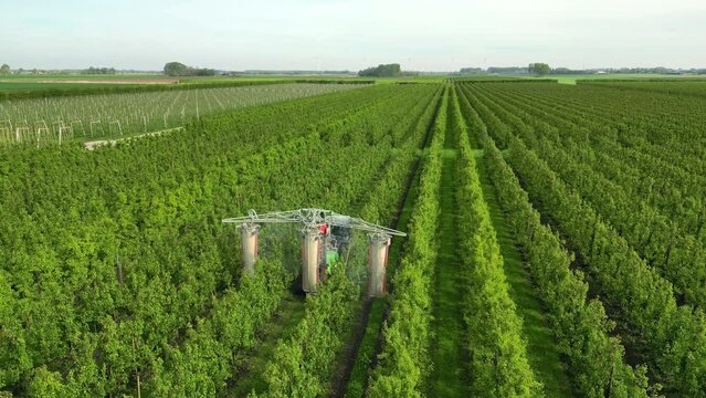 Drone footage of a tractor spraying crop protection products on the pears trees in a vast orchard