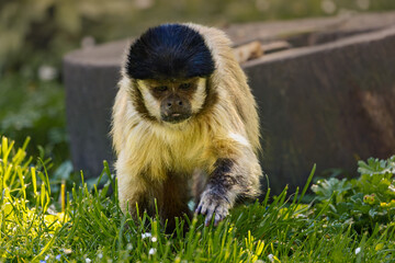 Monkey perched on green grass