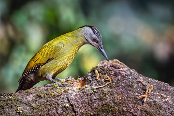 Grey Headed Woodpecker in Sattal, Uttarakhand, India