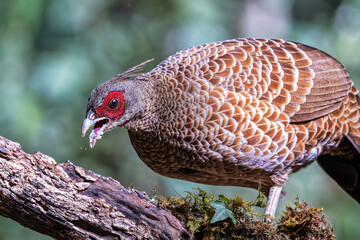 Kalij Pheasant in Sttal, Uttarakhand, India