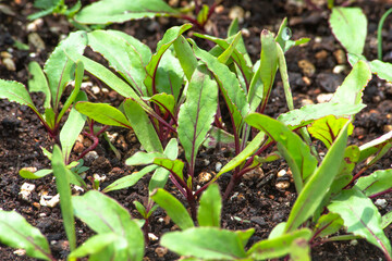 Young beet plants with fresh green leaves and red stems in garden fertilized soil. Preparing...