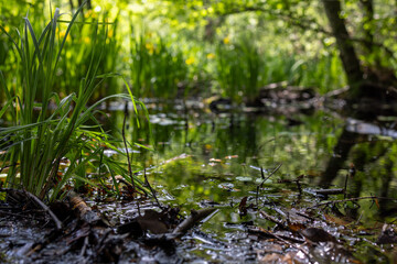 some grass that are in the middle of a stream of water