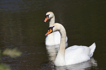 White swans swimming in a pond on a sunny day