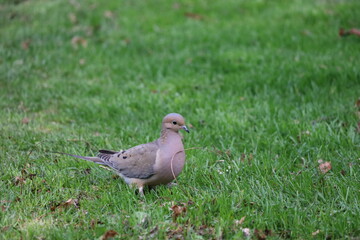 Fototapeta premium An image of a Mourning Dove collecting nest material in the grass along the shores of Lake Ontario.
