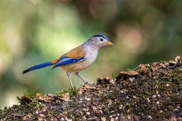 Blue winged minla, male in Sattal, Uttarakhand, India