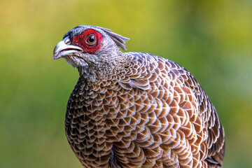 Kalij Pheasant, Female in Sattal, Uttarakhand, India