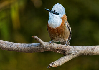 White crested laughingthrush in Sattal, Uttarakhand, India
