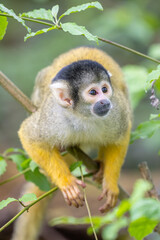 Black-capped squirrel monkeys, also known as Bolivian squirrel monkeys, Peruvian squirrel monkeys