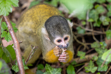 Black-capped squirrel monkeys, also known as Bolivian squirrel monkeys, Peruvian squirrel monkeys