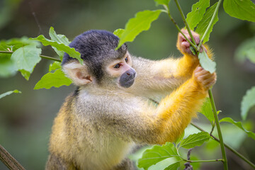 Black-capped squirrel monkeys, also known as Bolivian squirrel monkeys, Peruvian squirrel monkeys