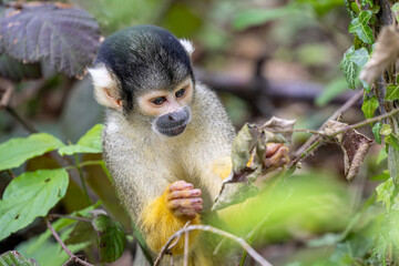Black-capped squirrel monkeys, also known as Bolivian squirrel monkeys, Peruvian squirrel monkeys
