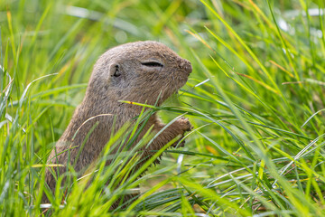 Siesel, a European ground squirrel