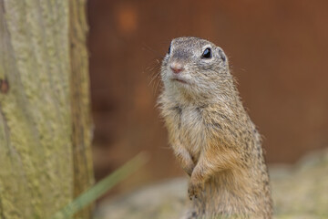 Siesel, a European ground squirrel